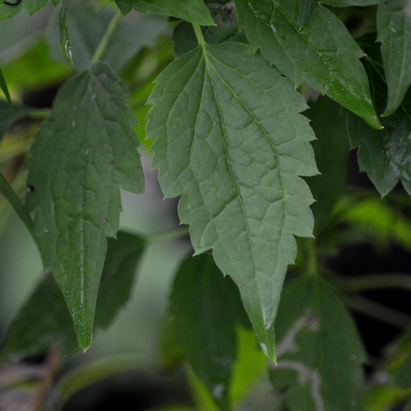 Clématite - Clematis montana Wilsonii (Foliage)