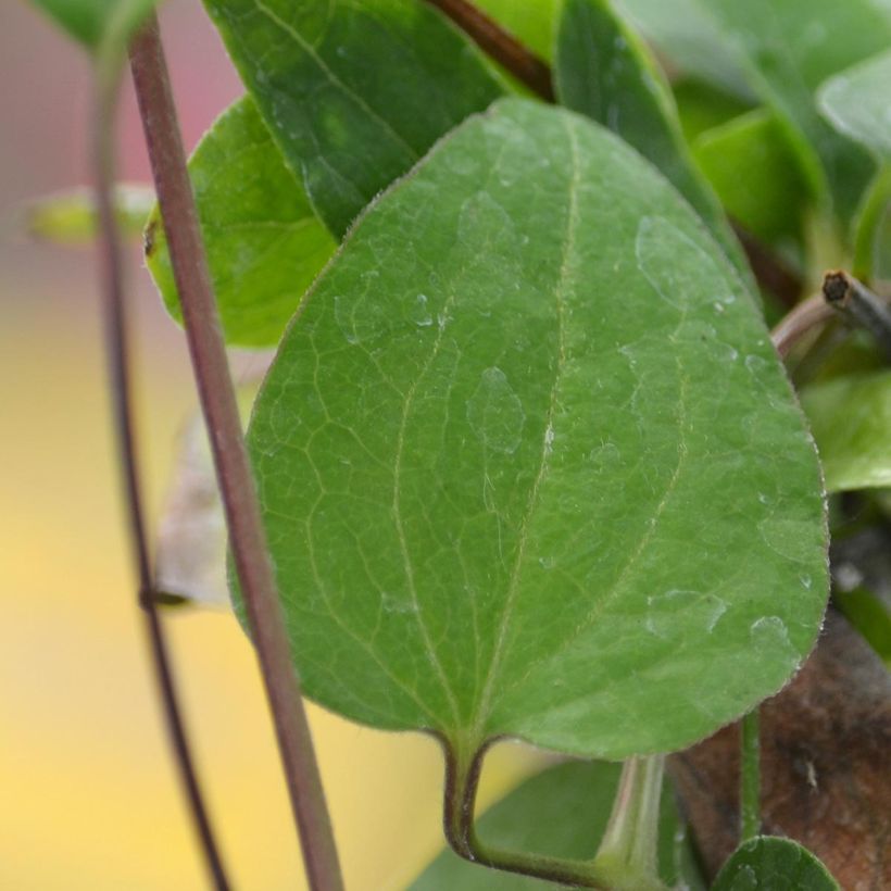 Clématite - Clematis Multi Blue (Foliage)