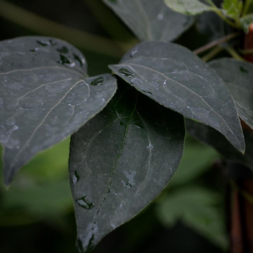 Clématite - Clematis Nelly Moser (Foliage)