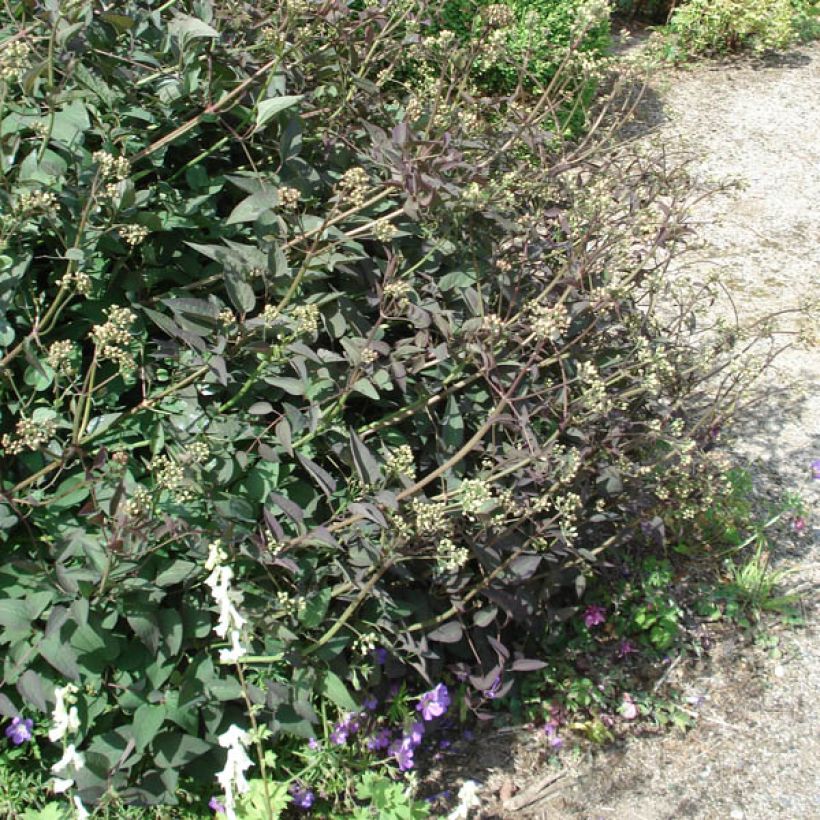 Clématite Herbacée Recta Purpurea (Plant habit)