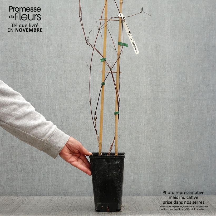 Example of Clématite Saphyra Nancy Pot de 2L/3L as you get in automne