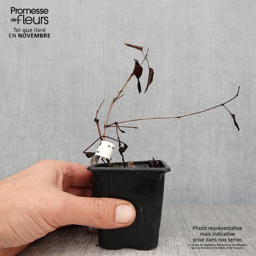 Example of Clématite Saphyra Violetta Godet de 8/9 cm as you get in automne