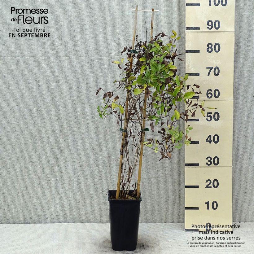 Example of Clématite Saphyra Violetta Pot de 2L/3L as you get in ete