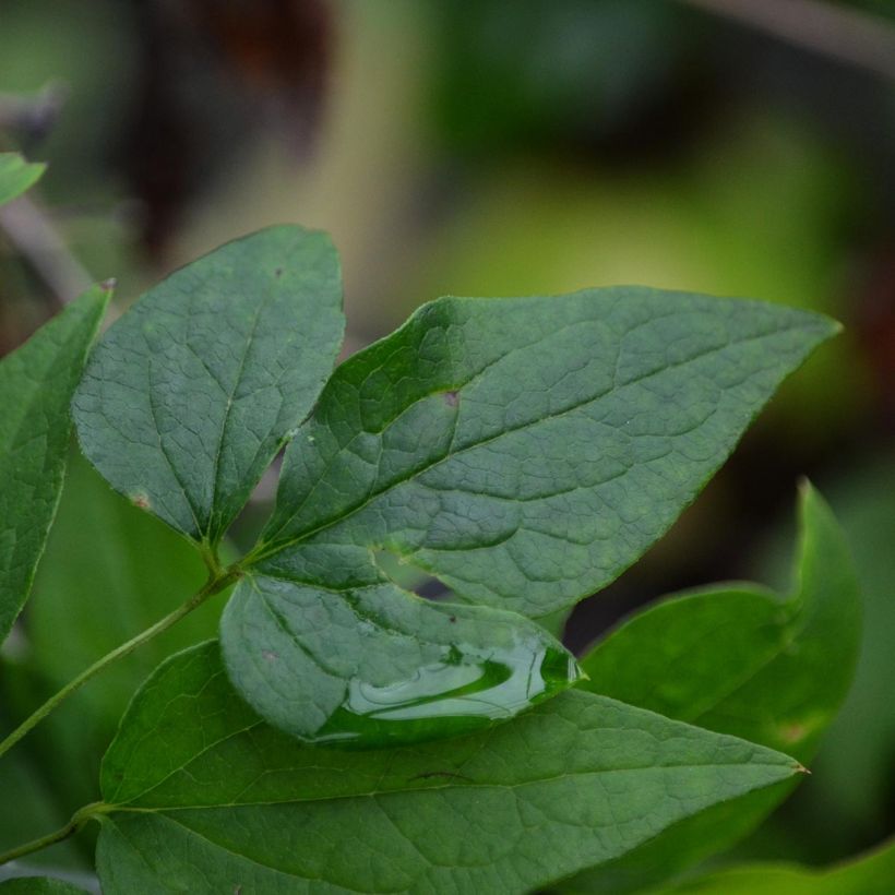 Clématite - Clematis viticella Etoile Violette (Foliage)
