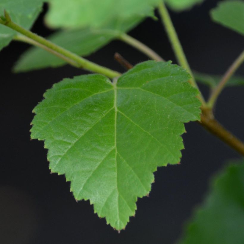 Clématite - Clematis viticella I am Lady J (Foliage)