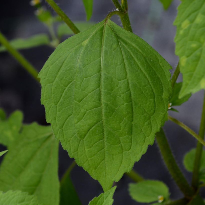 Clématite viticella Purpurea Plena Elegans  (Foliage)