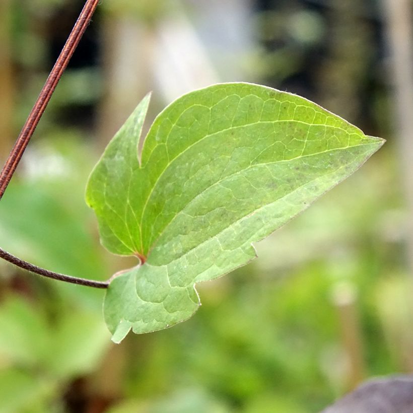 Clématite Vostock (Foliage)