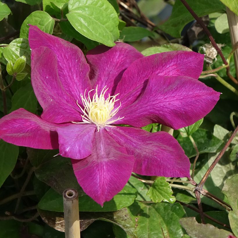 Clématite Wildfire (Flowering)