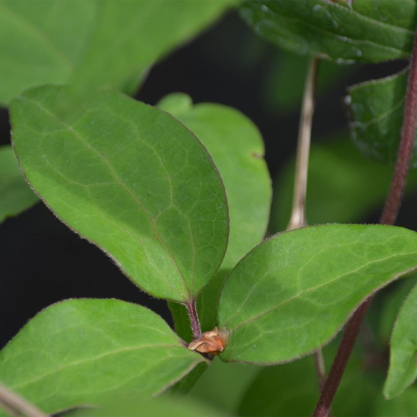 Clématite - Clematis Yukiokoshi (Foliage)
