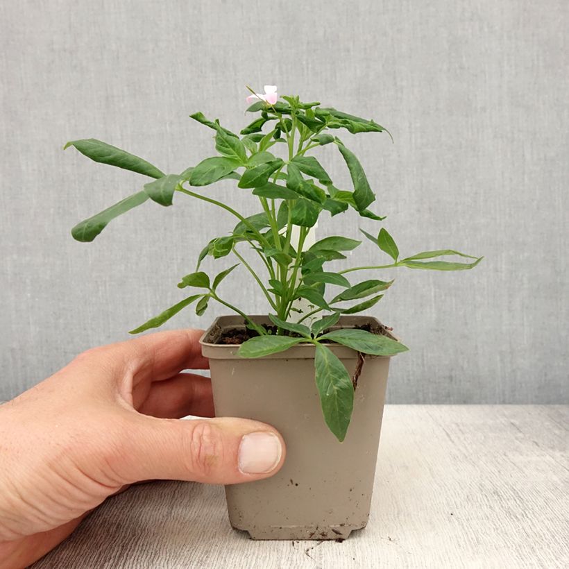 Example of Cléome Senorita Carolina Godet de 8/9 cm as you get in printemps