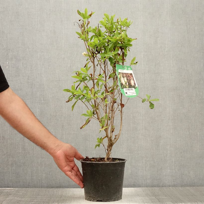 Example of Clethra alnifolia Pot de 3L/4L as you get in ete