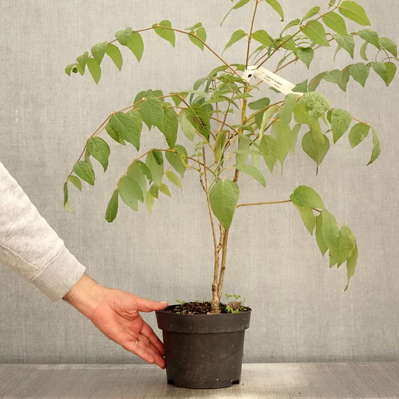 Example of Clethra fargesii Pot de 2L/3L as you get in automne