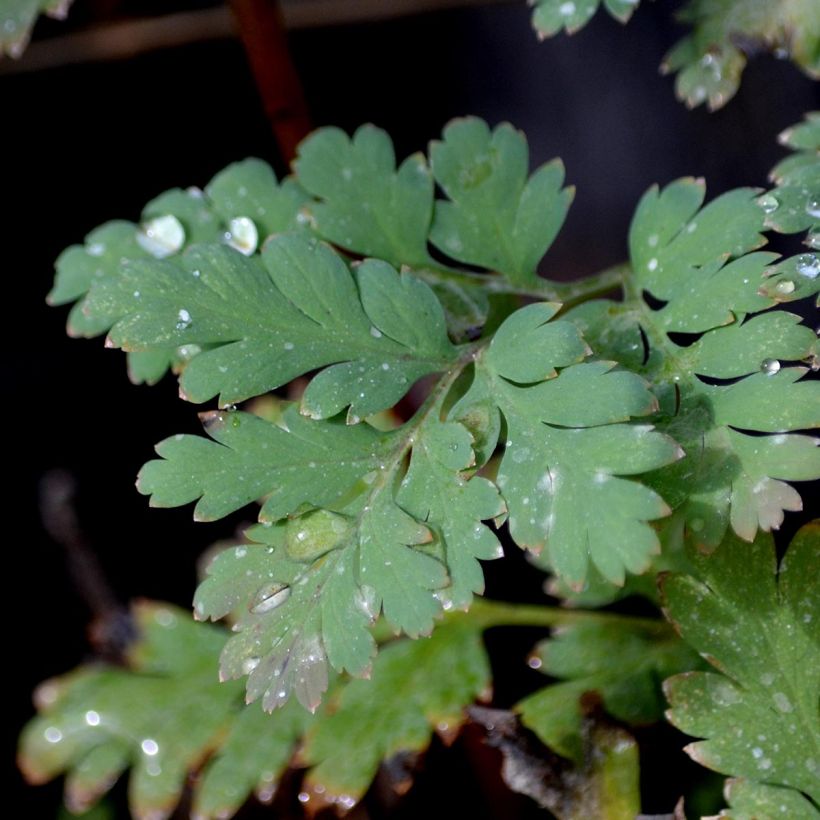 Coeur de Marie - Dicentra formosa Luxuriant (Foliage)
