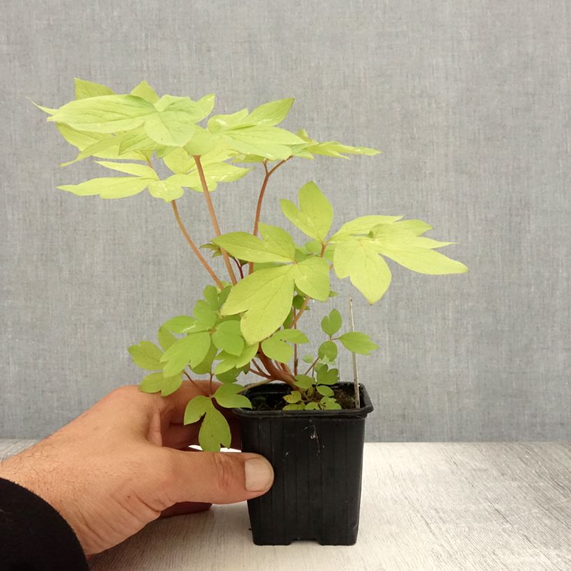 Example of Coeur de Marie - Dicentra spectabilis Ruby Gold  Godet de 8/9 cm as you get in ete