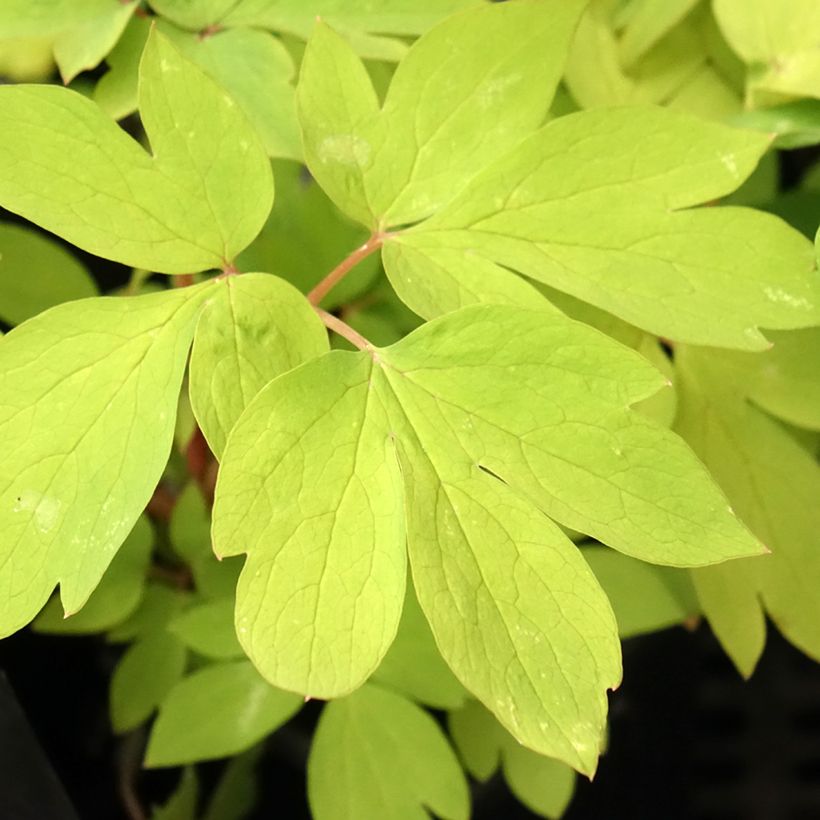 Coeur de Marie - Dicentra spectabilis Ruby Gold  (Foliage)