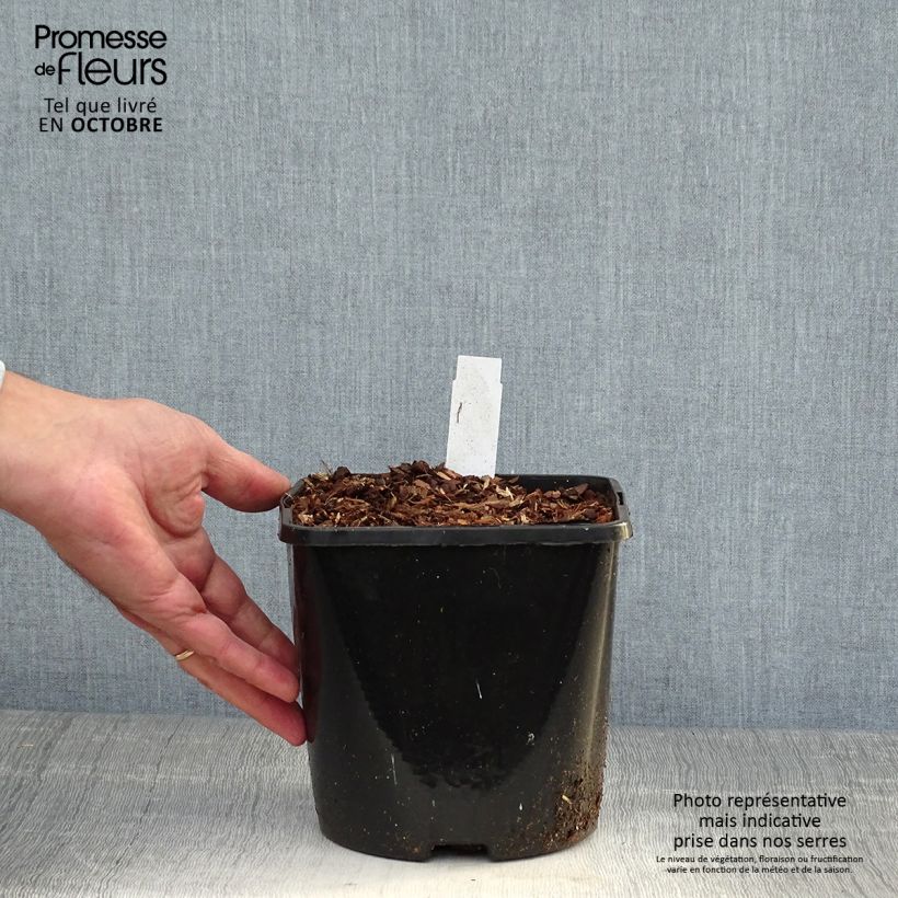 Example of Coeur de Marie - Dicentra spectabilis Yellow Leaf Pot de 3L/4L as you get in automne