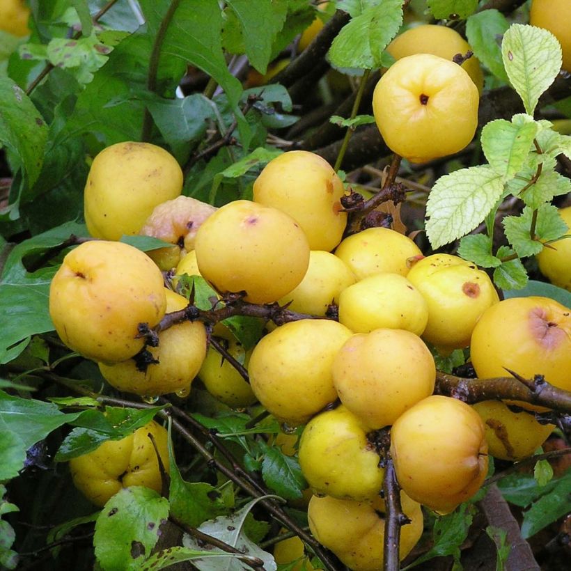 Cognassier du Japon Cido - Chaenomeles japonica (Harvest)