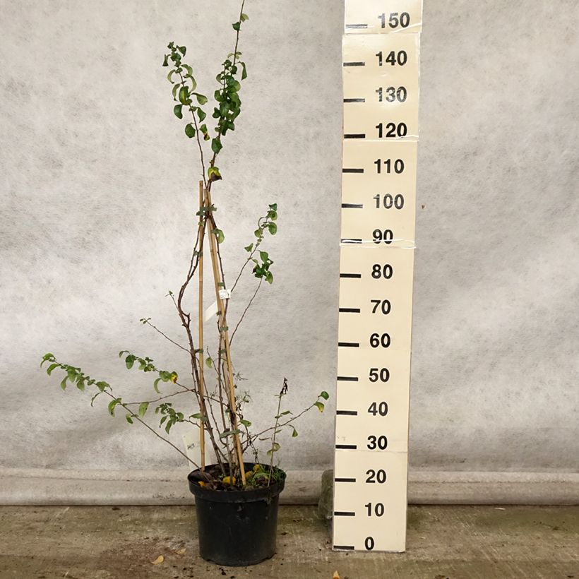 Example of Cognassier du Japon Cameo - Chaenomeles superba  Pot de 7,5L/10L as you get in automne