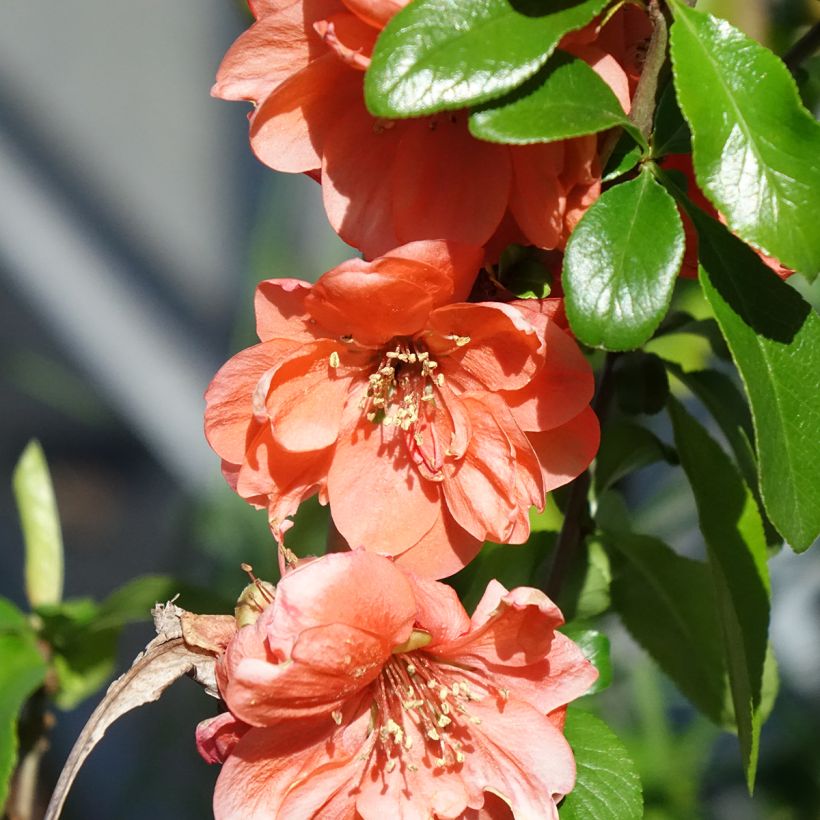 Cognassier du Japon Cameo - Chaenomeles superba  (Flowering)