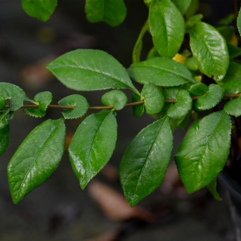Cognassier du Japon Kinshiden - Chaenomeles speciosa (Foliage)