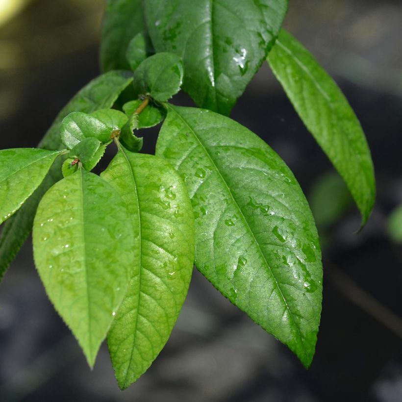 Cognassier du Japon Eximia - Chaenomeles speciosa  (Foliage)