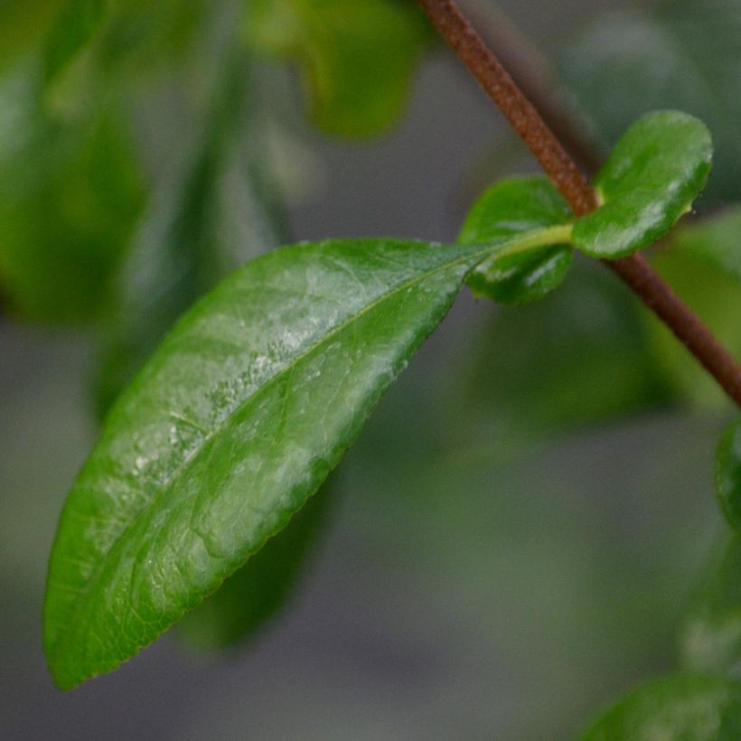 Cognassier du Japon Friesdorfer - Chaenomeles speciosa  (Foliage)