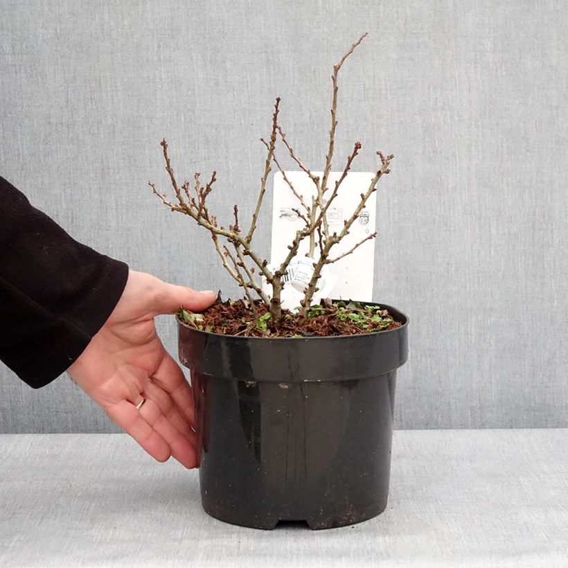 Example of Cognassier du Japon - Chaenomeles speciosa Red Kimono Pot de 4L/5L as you get in hiver