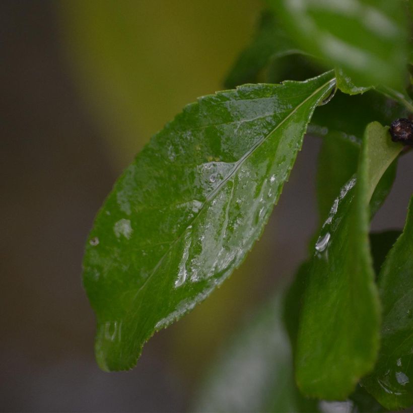 Cognassier du Japon Cameo - Chaenomeles superba  (Foliage)