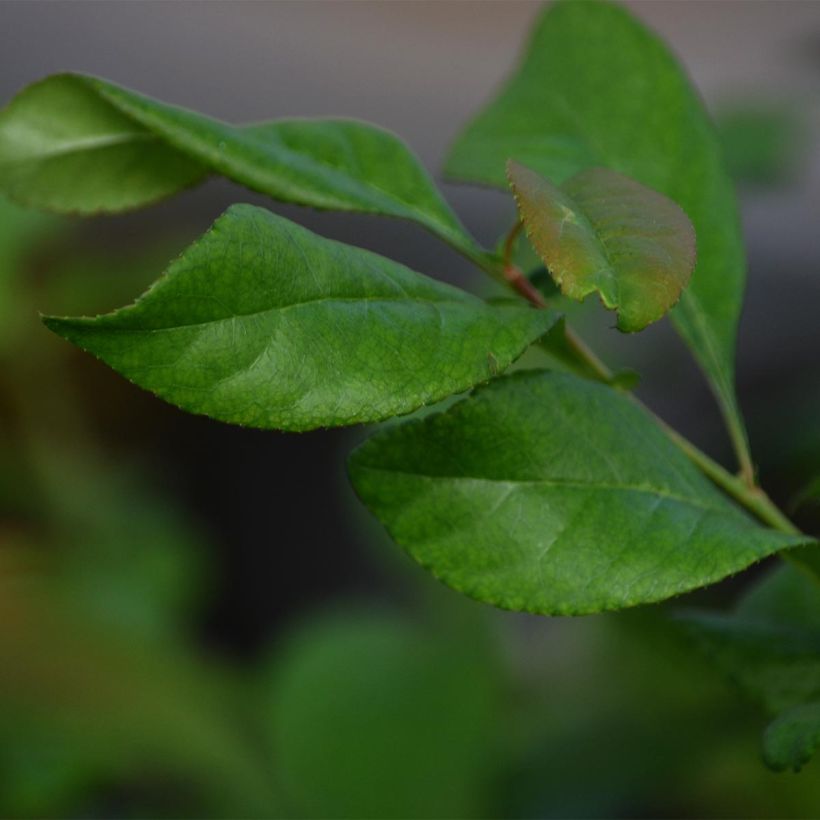 Cognassier du Japon Jet Trail - Chaenomeles superba  (Foliage)