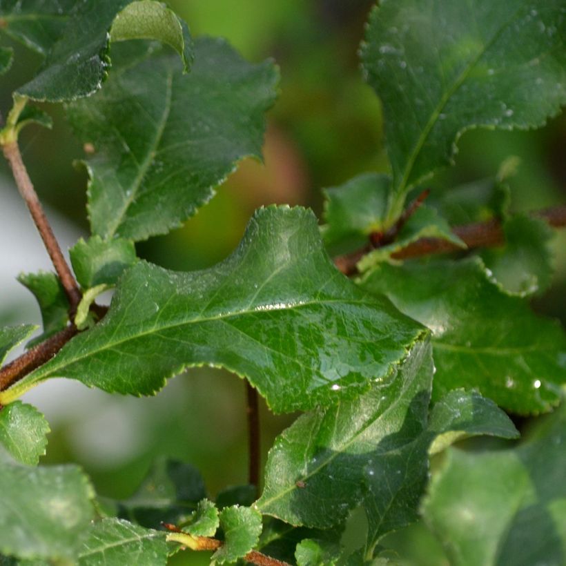 Cognassier du Japon Red Joy - Chaenomeles superba  (Foliage)