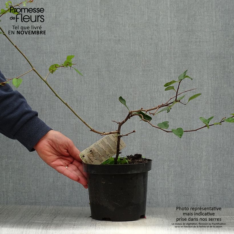 Example of Cognassier du Japon - Chaenomeles x superba Etna Pot de 2L/3L as you get in automne