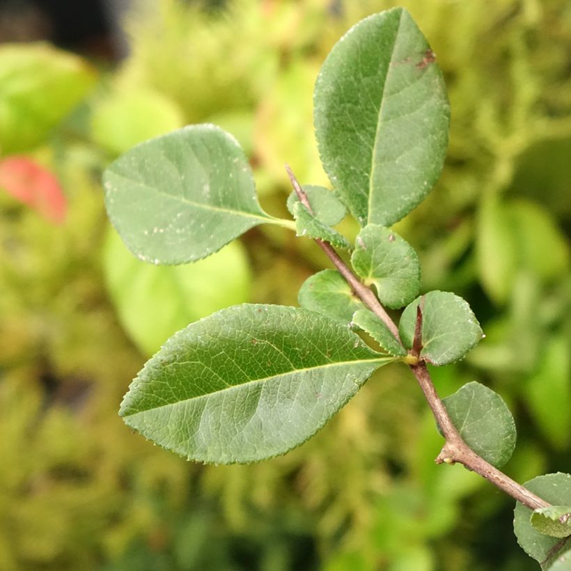 Cognassier du Japon - Chaenomeles x superba Etna (Foliage)