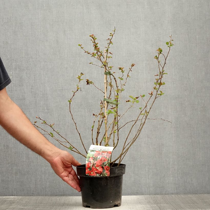 Example of Cognassier du Japon - Chaenomeles x superba Texas Scarlet Pot de 2L/3L as you get in ete