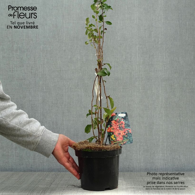 Example of Cognassier du Japon Cido - Chaenomeles japonica Pot de 2L/3L as you get in automne