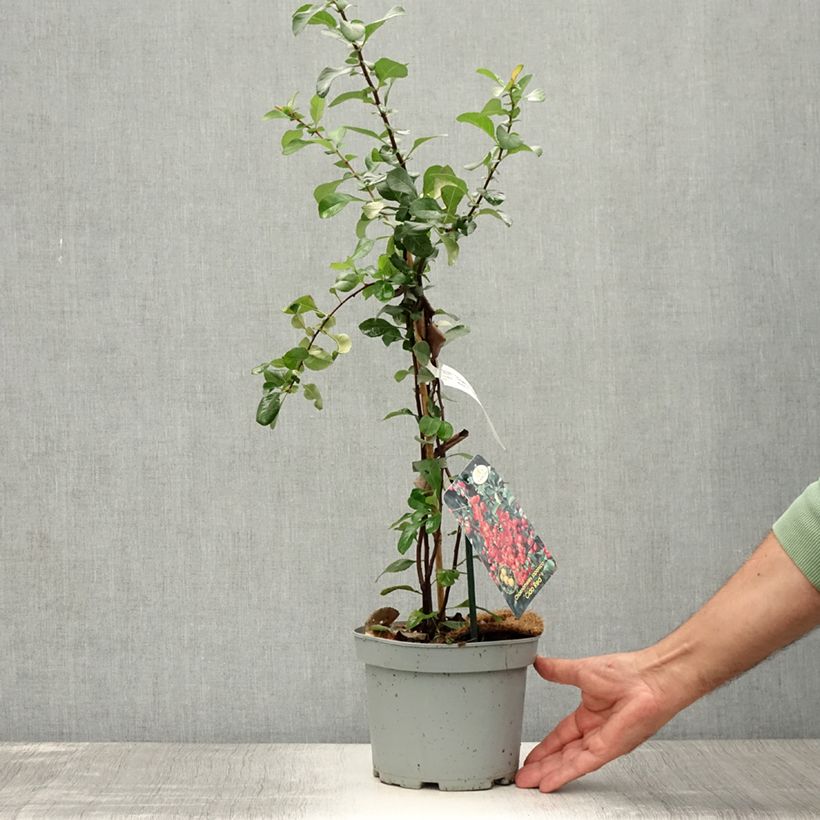 Example of Cognassier du Japon Cido Red - Chaenomeles japonica Pot de 2L/3L, Touffe as you get in ete