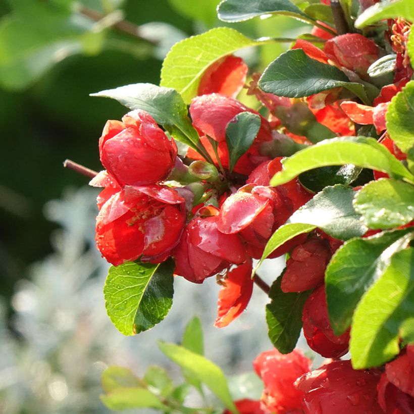 Cognassier du Japon Cido Red - Chaenomeles japonica (Flowering)