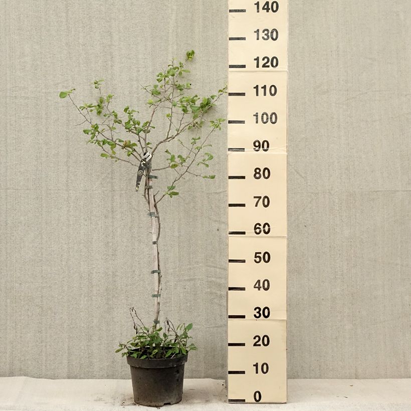 Example of Cognassier du Japon Crimson and Gold - Chaenomeles superba Pot de 4L/5L as you get in ete