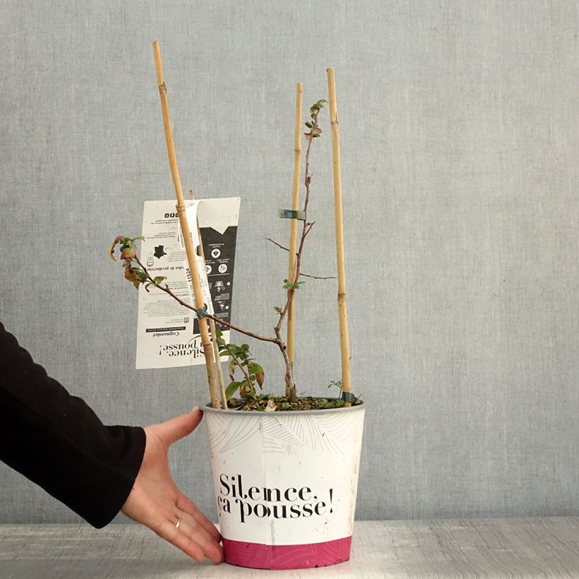 Example of Cognassier du Japon Eximia - Chaenomeles speciosa  Pot de 4L/5L as you get in automne