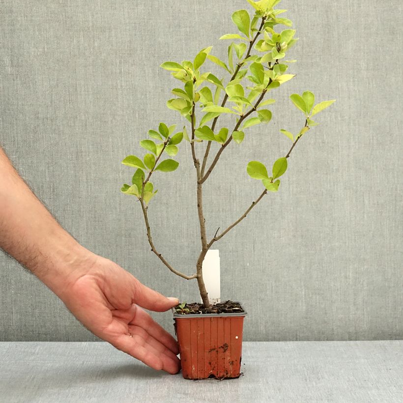Example of Cognassier du Japon Fire dance - Chaenomeles × superba  Godet de 8/9 cm as you get in ete