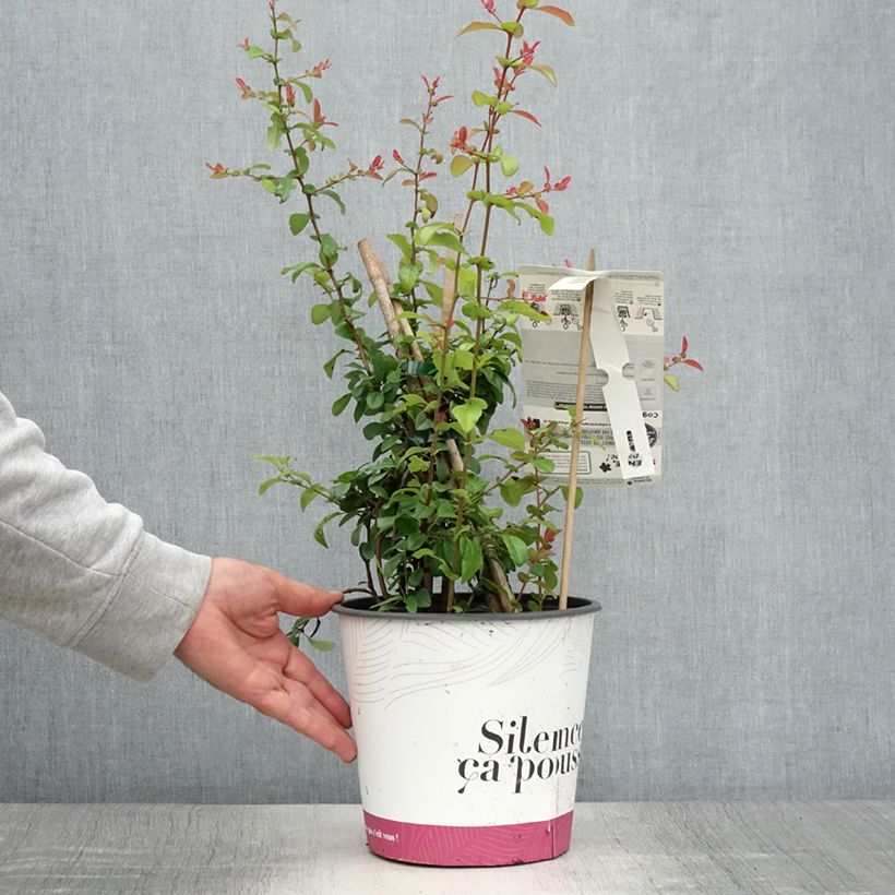 Example of Cognassier du Japon Friesdorfer - Chaenomeles speciosa  Pot de 3L/4L as you get in ete
