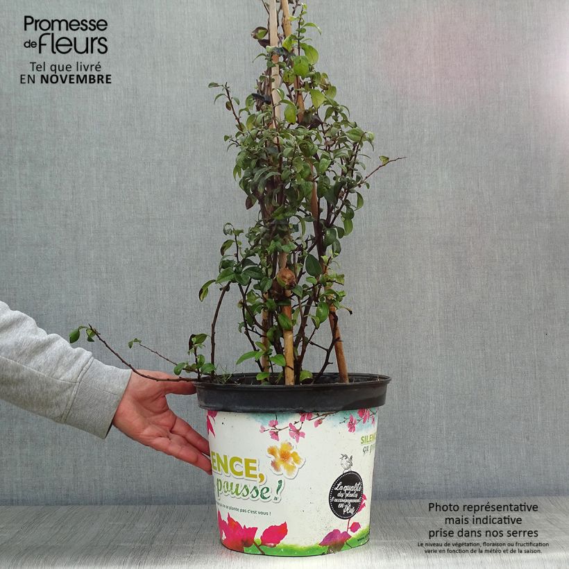 Example of Cognassier du Japon Friesdorfer - Chaenomeles speciosa  Pot de 7,5L/10L as you get in automne