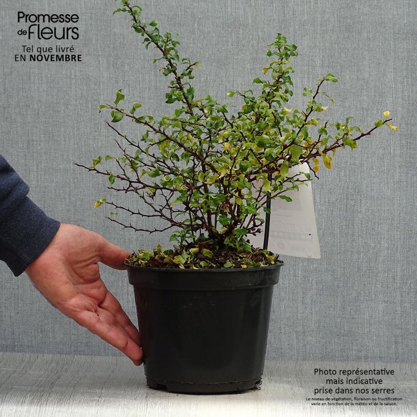 Example of Cognassier du Japon Red Joy - Chaenomeles superba  Pot de 2L/3L as you get in automne