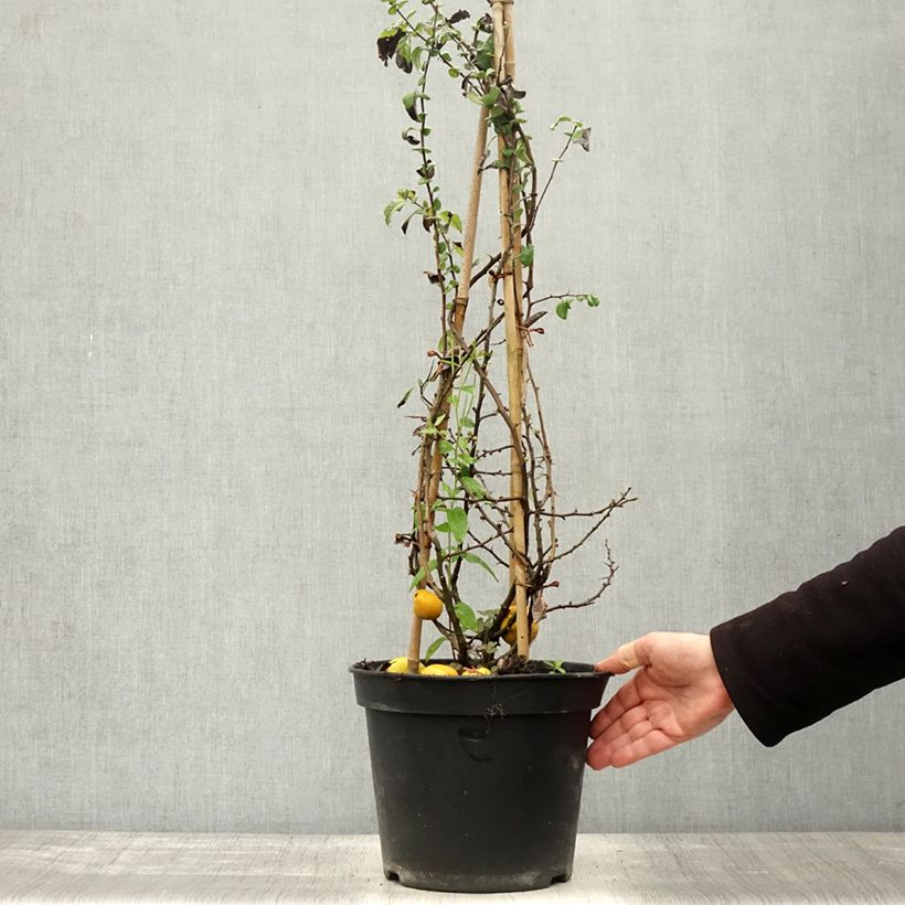 Example of Cognassier du Japon Rubra - Chaenomeles speciosa Pot de 7,5L/10L as you get in automne
