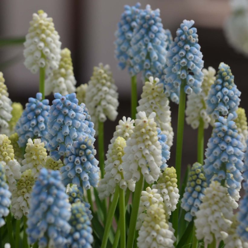 Collection Muscari Magic (Flowering)