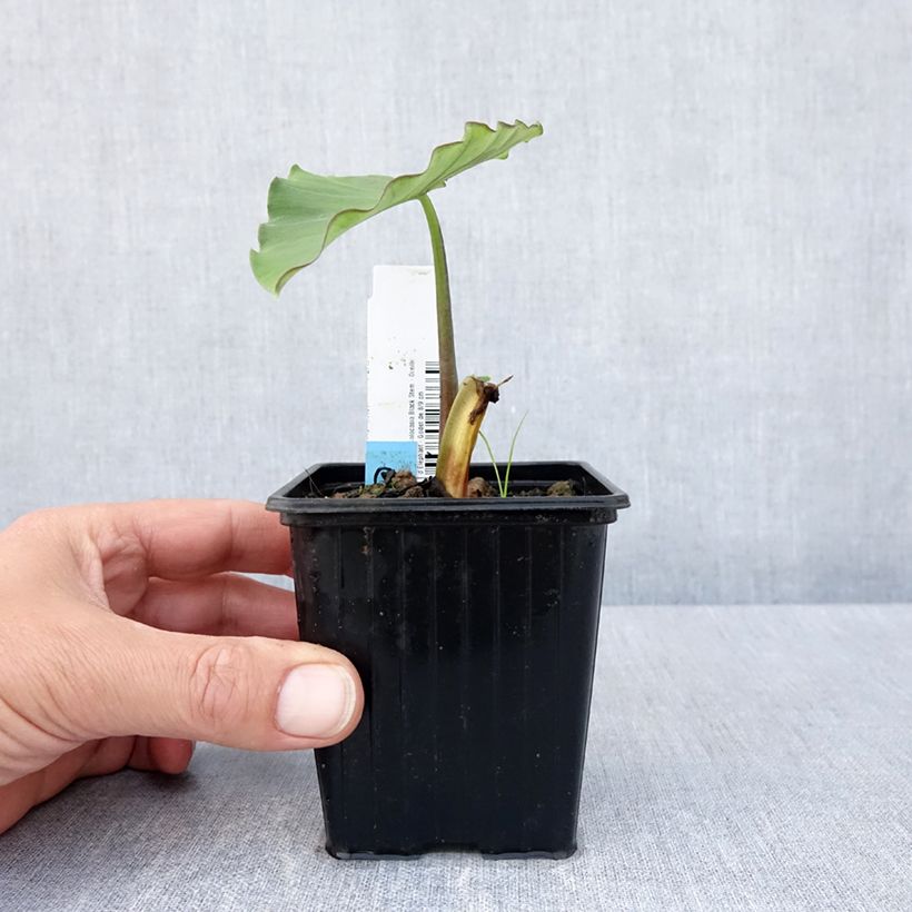 Example of Colocasia Black Stem - Oreille d'Eléphant Godet de 8/9 cm as you get in printemps