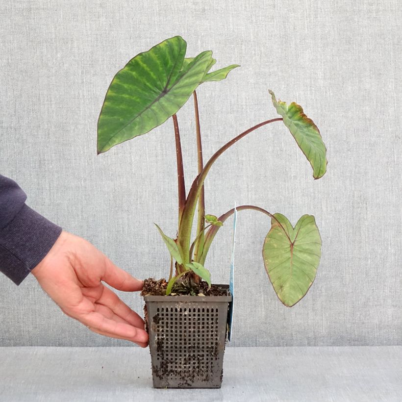 Example of Colocasia esculenta Fontanesii - Oreille d'éléphant Godet de 8/9 cm as you get in printemps