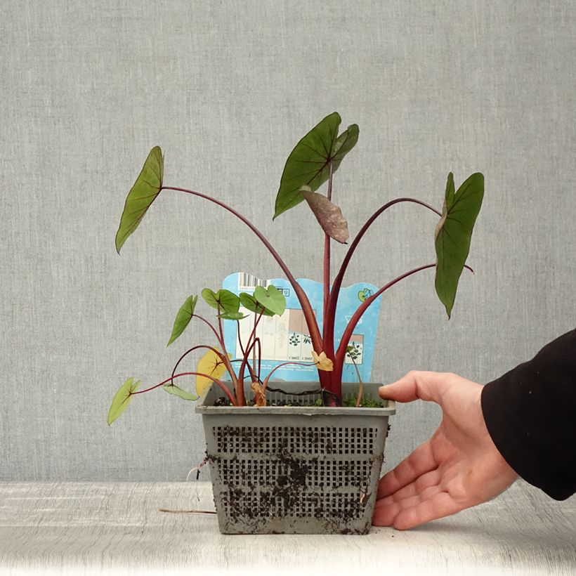 Example of Colocasia Hawaiian Punch - Taro  Pot de 4L/5L size 18/20 as you get in automne