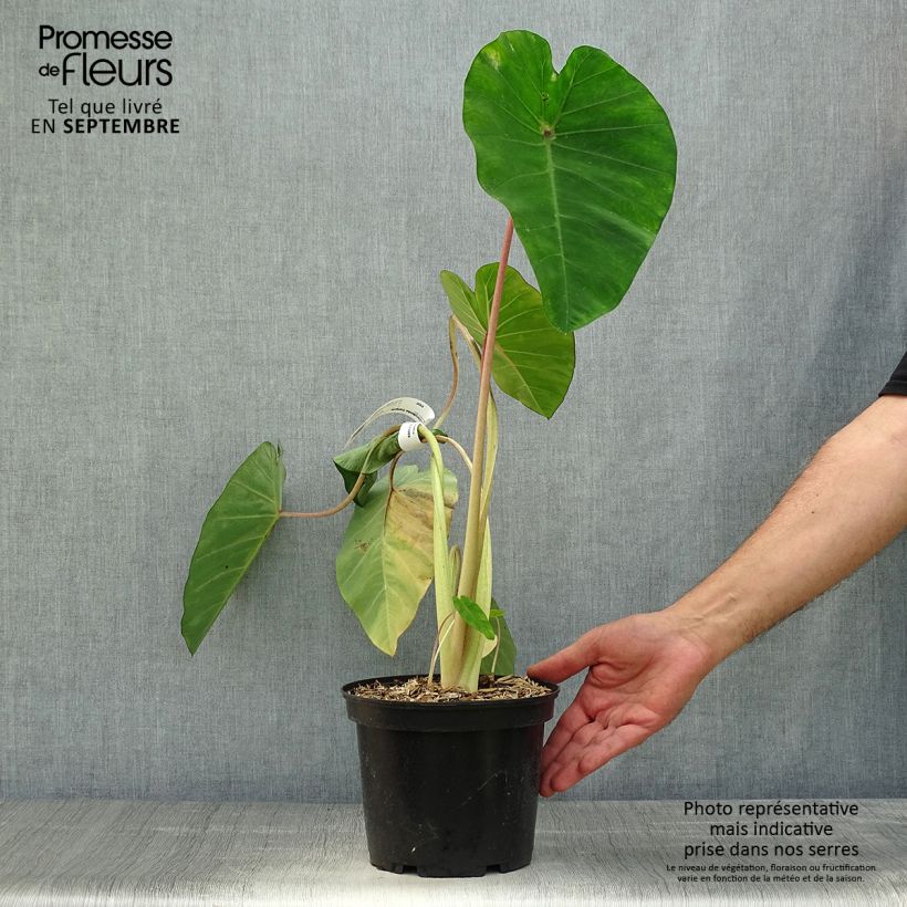 Example of Colocasia Sangria - Oreille d'Eléphant  Pot de 3L/4L as you get in automne