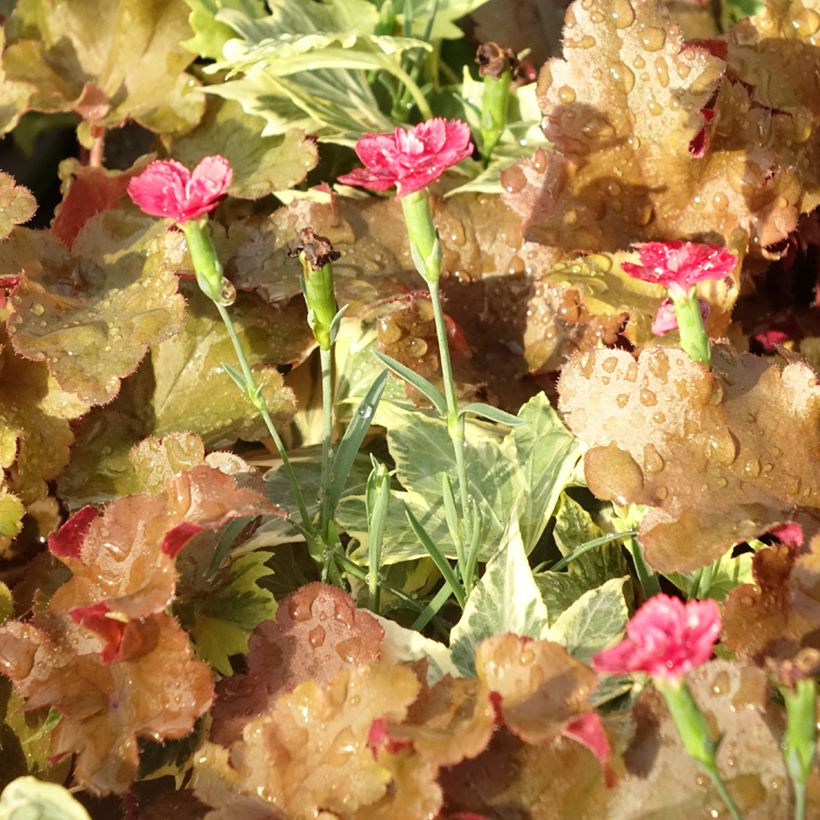 Composition Lucky Charm - composition de 3 plantes (Foliage)