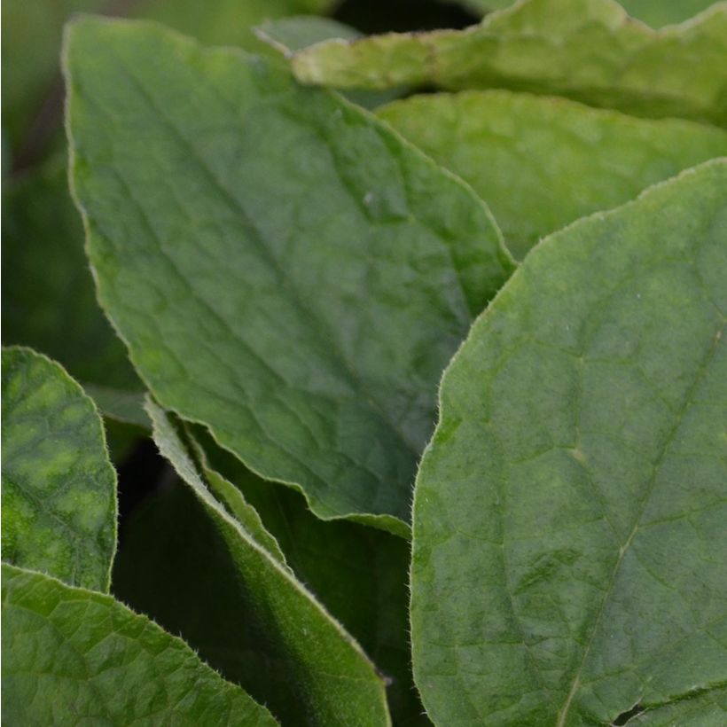 Consoude à grandes fleurs - Symphytum grandiflorum (Foliage)